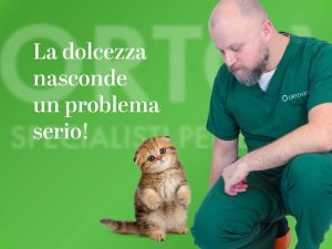 Scottish Fold, problematiche