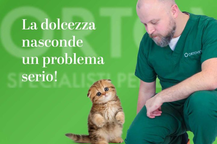 Scottish Fold, problematiche